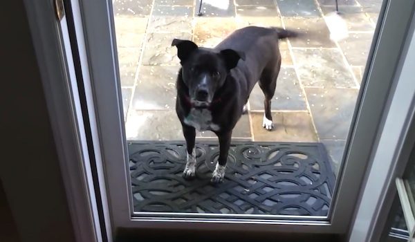 dog infront of screenless door