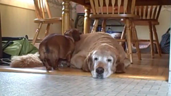 dog sleeps on dog