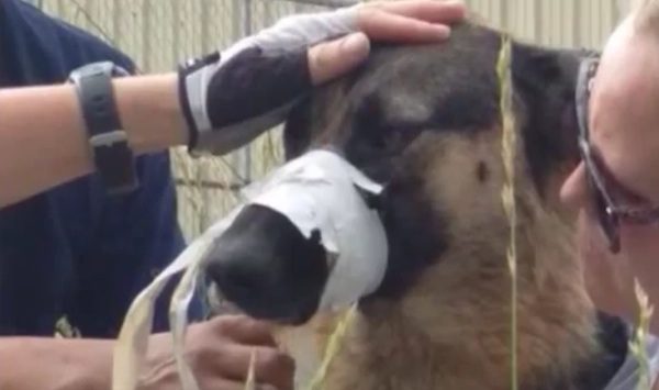 dog with muzzle shut