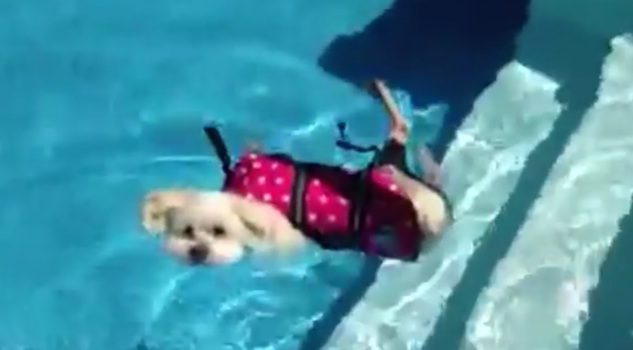 dog in pool