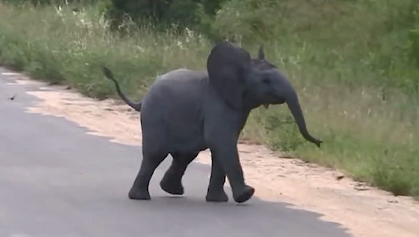 elephant calf chases birds