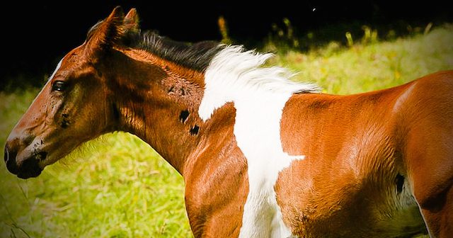 Chestnut Foal With Unique Markings Is Turning Heads