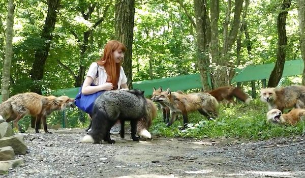 fox village