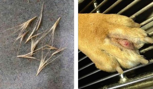 Grass Can Kill Your Dogs