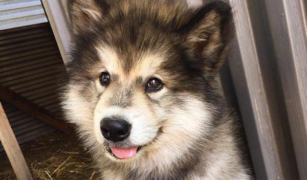 Froja the malamute