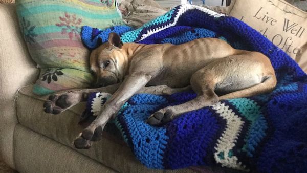 lost dog finds her way home