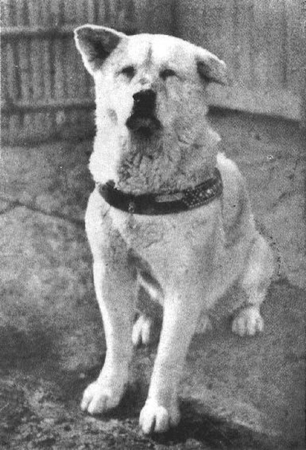 hachi-2