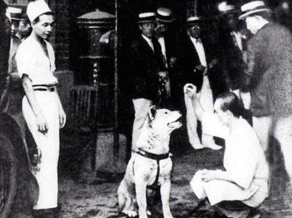 hachi-3
