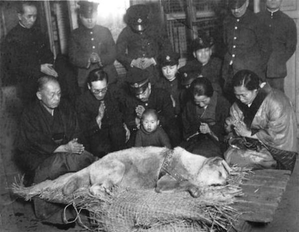 hachi-death
