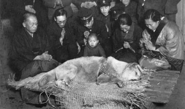 hachi