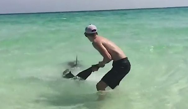 hammerhead shark rescue
