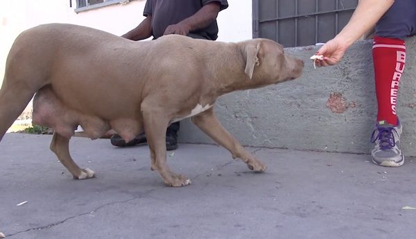 homeless mother dog rescued