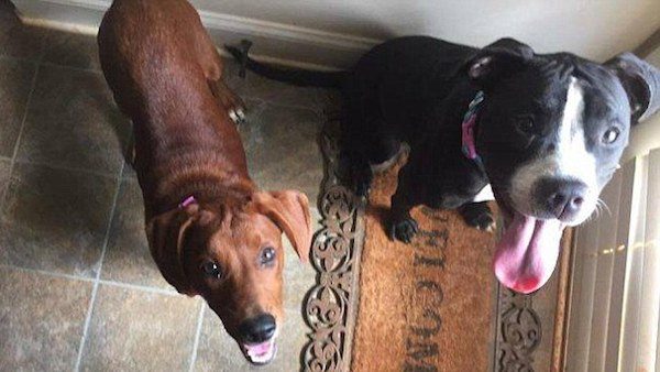 hugging-dogs-1