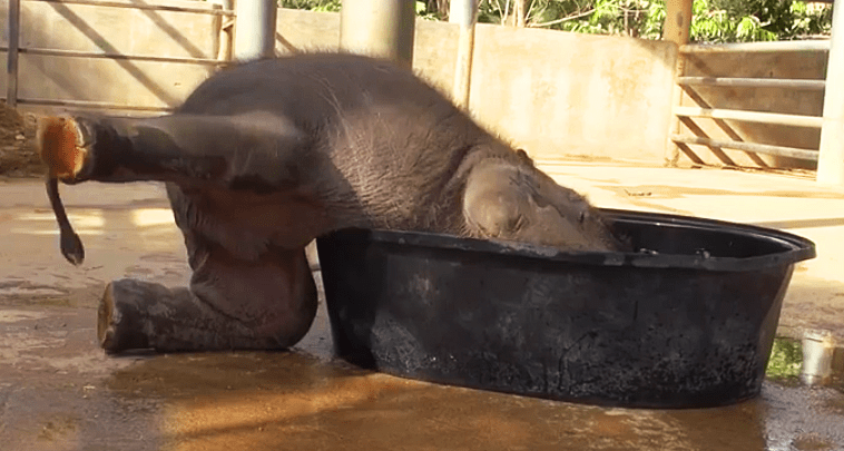Baby Elephant Is Having A Blast In The Tub Until Mom Shows Up