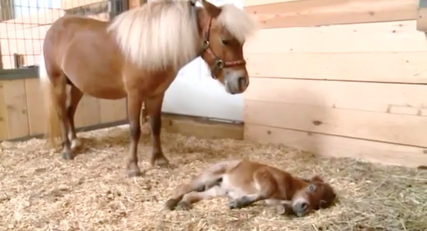 miniature baby horse