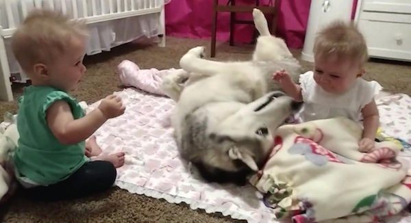 Gentle Siberian Husky Adoringly Watches Over Baby Twins