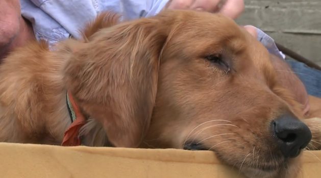 Blind Golden Retriever Abandoned In A Field Is Rescued And Finds The Perfect Home