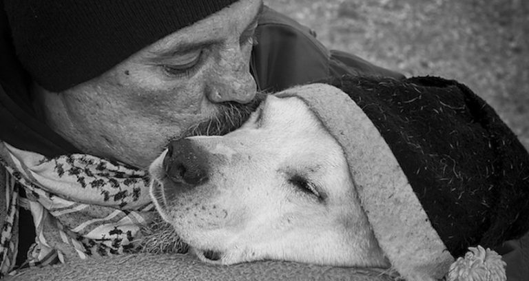 Dogs From Every Walk Of Life Captured In Beautiful Photographs From All Over The World