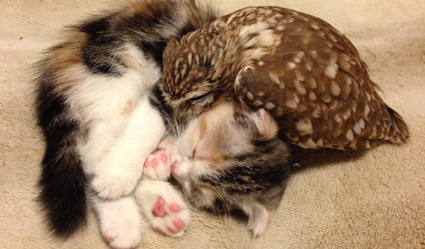 Owlet and Kitten Instantly Fall In Love And Become Best Friends