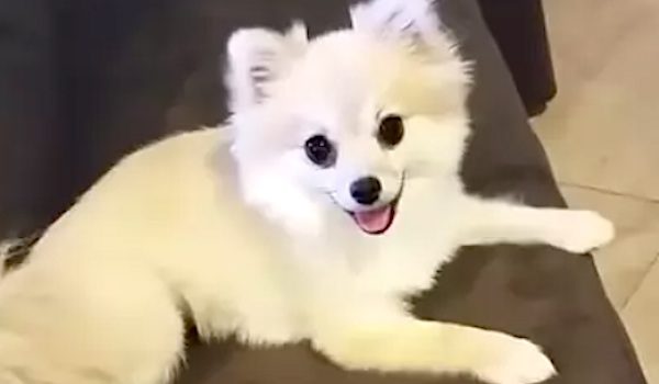 Kitty the pomeranian mix