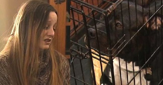 Heroic Pit Bull Inspires One Town To Lift Its Breed Ban