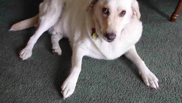 labrador eats tater tots