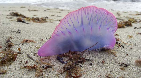 man-o-war-jpg