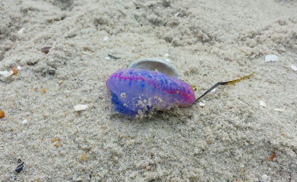 man-of-war