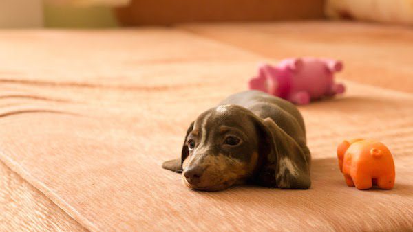 Adorable Dachshund Can’t Contain His Excitement Being On The Couch For The First Time
