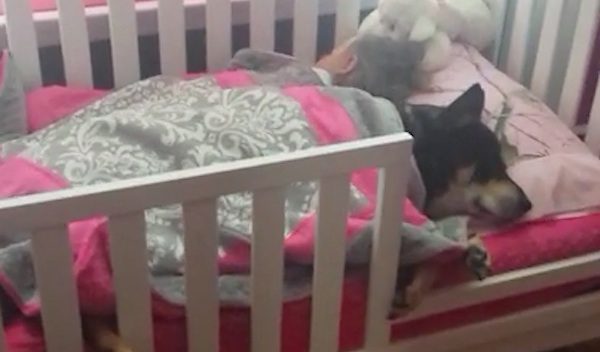 dog naps with toddler