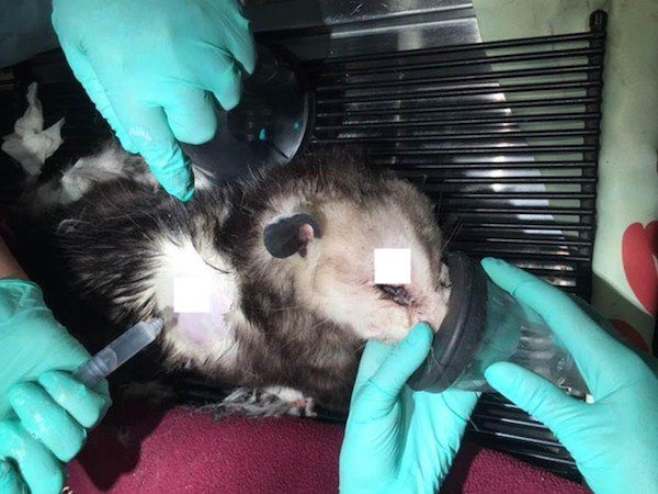 Monsters Tried To Kill An Opossum By Shooting Him With Arrows, But He Surprised Everyone