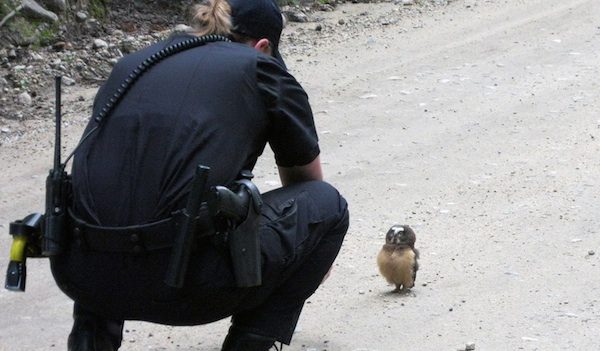 owl meets deputy