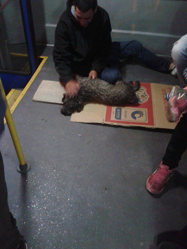 perrito