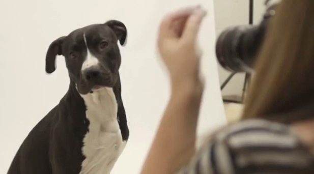 dog in photo booth