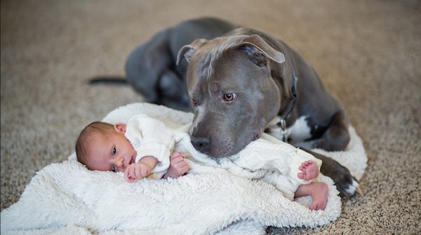 Man Who Feared His Wife’s Pit Bull Would Harm The Baby Has A Complete Change Of Heart