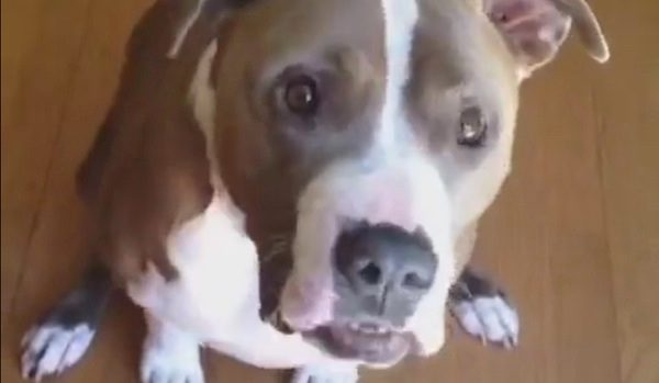 pitbull treat