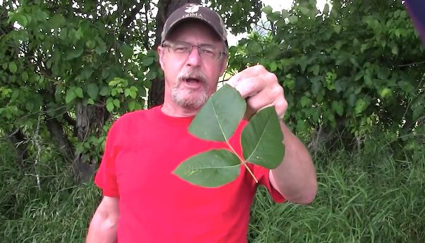 poison ivy prevention