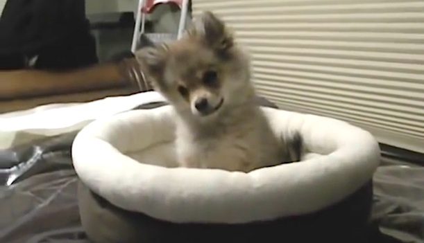 pom pupy howls