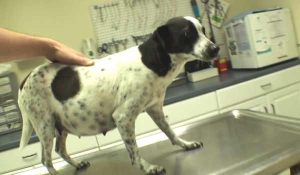 pregnant dog
