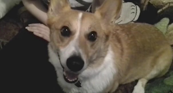 protective corgi