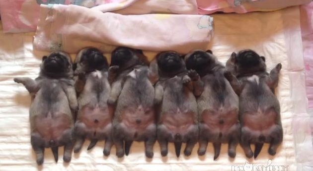 pug puppies