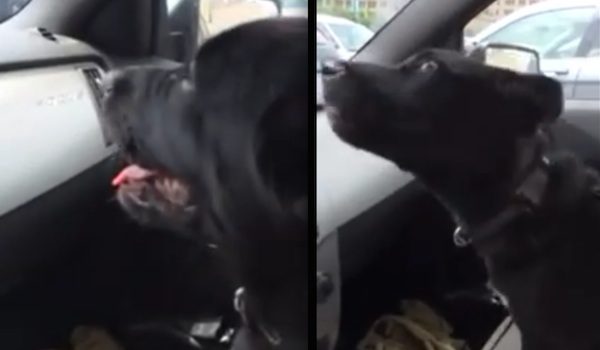 Excited Puppy Has Adorable Reaction When He Experiences Air Conditioning For the First Time