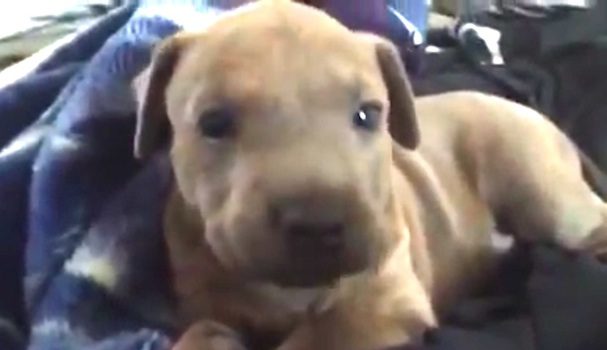 puppy howling