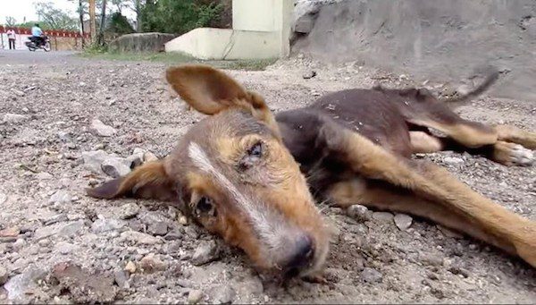 sick puppy rescued