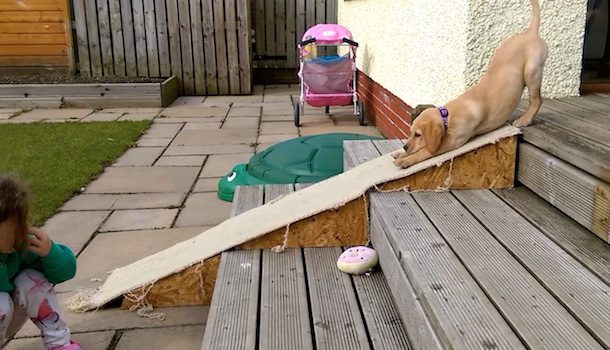 puppy on ramp