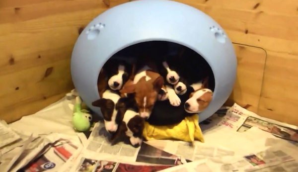 pile of puppies