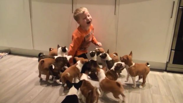 It’s Cuteness Overload When 16 Curious Basenji Puppies Chase Boy Around The House