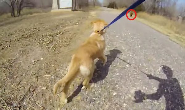 puppy sees mom again