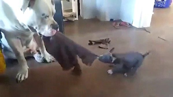 puppy tuggies