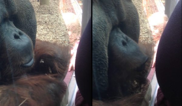 orangutan and pregnant woman